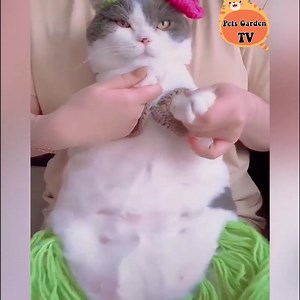 Belly dancer 😻 | Cute Cat Animals