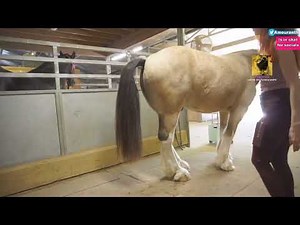 AMOURANTH Pets Horse until it POOPS in pure BLISS! A Poopy horse is a HAPPY horse! XD PLOP PLOP!