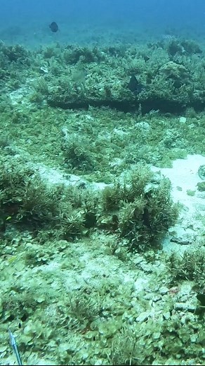 Watching my dinner swim away! #fishing #spearfishing | Ryan Myers