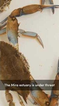 Trialling crab traps to control invasive Blue Crabs in the Mira