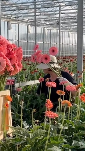 4.4K views · 334 reactions | Cymbidium Bryce is a dazzling blend of elegance and adventure!  With bold blooms, Bryce brings a fresh burst of excitement. Let Bryce take your arrangements to new heights! #bryce #cymbidiumbryce #cymbidium #cymbidiums #orchidarrangement #cymbidiumorchids #orchidlover #floristinspiration #floraldesign | Florein Gerbera’s | Facebook