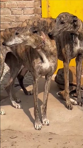 This Greyhound Looks Absolutely Stunning! 😍🐕 #dogs #animals #puppy #wildliferescue #greatdane