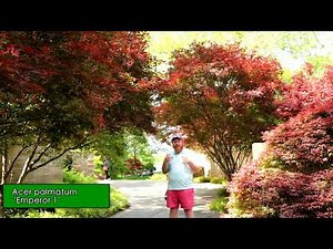 Acer palmatum 'Emperor 1' Red Emperor Japanese Maple