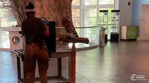 44 reactions | ANIMAL AMBASSADOR CHALLENGE, SOARING HIGH WITH RED:...