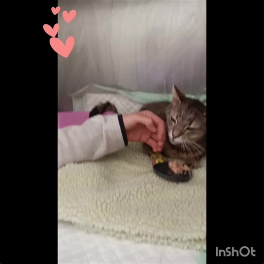 Des nouvelles de Kiara 💖 toujours hospitalisée... Chers amis des animaux, Une petite vidéo de la petite Kiara ce matin toujours en hospitalisation chez le vétérinaire. Notre petit Ange 🌸🩷 elle a mangée très peu ce matin et a fait une minuscule selle. Elle a quand même vomis hier soir et son état n'est pas encore stable. Mais cette petite beauté est une vraie battante et nous croyons Fort en Elle 🤞🍀🙏 !! Mettons toute notre énergie positive pour qu'elle s'en sorte et qu'elle puisse commencer