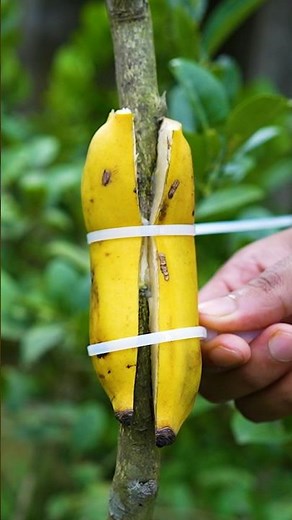 Gardening Expert Reveals SECRET to Successfully Growing Lemon Trees