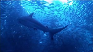 5.4K views · 72 reactions | EXPEDITION: Sardine Run - South Africa - 01 - 13 July 2018 Max 10 people per boat to witness one of the greatest diving events anywhere in the world Join the Shark Guardian team on this trip to learn more about sharks, participate in research and of course enjoy the awesome diving! More information here: https://www.sharkguardian.org/sardine-run-south-africa | Shark Guardian | Facebook