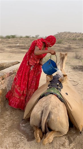 الجمل والمفاجأة التي لم يتوقعها أحد. 🐪💧🙉💦. #animal #camel