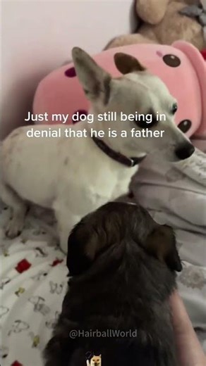 When my dog becomes a father 😭💕#dog #funny #reaction #firsttime