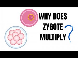 Zygote explained in 1 minute. Why do Zygote multiply so many times? What is a zygote?