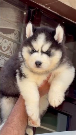 Heavy blood line Siberian dog blue eyes wolly cort #pets #instapets #ilovemypet #puppy