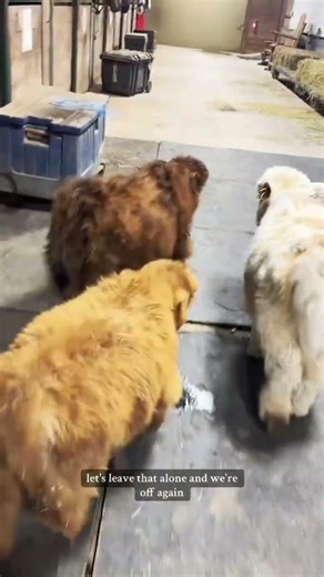 Throwback! Baby mini cows run wild in the barn doing their adorable nighttime tippy tappies
