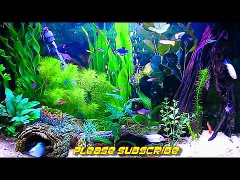 Amazing HD Aquarium ScreenSaver (Free) Windows and Android