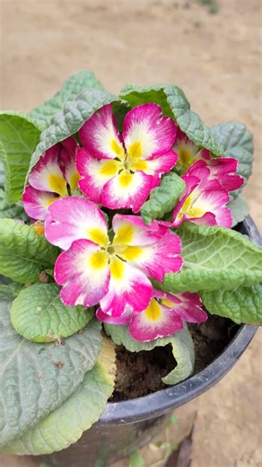 Primula flower #bollywood #garden #freestyle #musicgenre