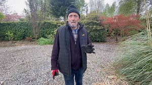 Cutting Back Pampas Grass! | Ratoath Garden Centre