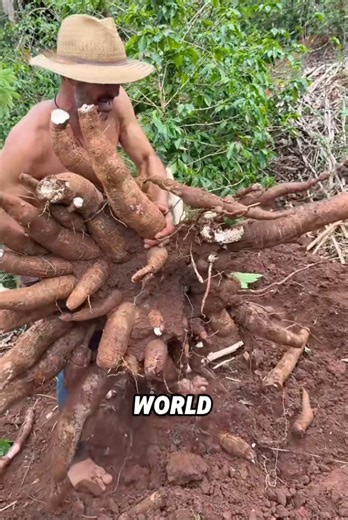 Cassava Leaf Uses and Benefits Explained