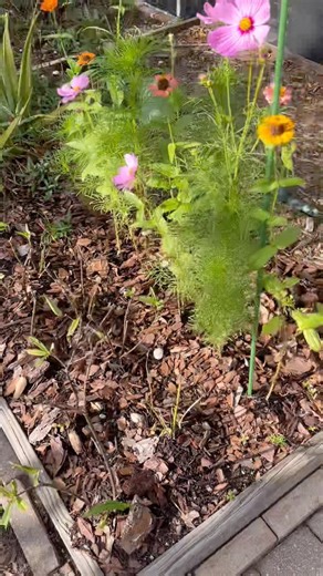 Zinnia/Cosmos/Milkweed pt.1 ‪@MyGardenDonkey‬