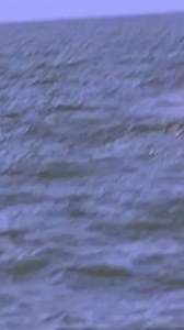 181 reactions · 5 comments | Did you know? 樂 Each Orca pod is a unique family and there are different Orca languages and diets found all over the world! Learn more here: https://bit.ly/3O0WYKi and come visit Orcas: Our Shared Future at the Natural History Museum of Utah between now and April 20th! | Natural History Museum of Utah | Facebook