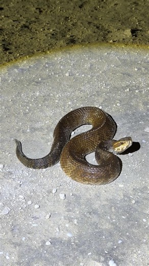 Is this snake venomous?!? #snakes #wildlife #nature
