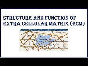 Structure and Function of Extra Cellular Matrix (ECM)