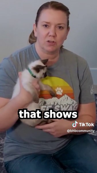 Balinese cats are brilliant, curious, and so eager to learn—making early training and enrichment a must. From litter habits to gentle handling and play sessions, the right start builds confidence and keeps their naturally social nature thriving. But great training doesn’t happen in a vacuum. When breeders connect, share what works, and learn together, everyone (and every cat) benefits. That’s what the Breeder Retreat is all about—hands-on training ideas, proven systems, and a community that help