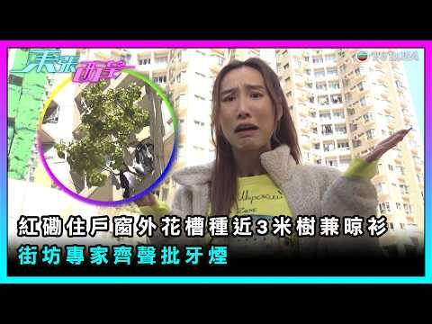 東張西望｜紅磡住戶窗外花槽種近3米樹兼晾衫 街坊專家齊聲批牙煙｜TVBUSA｜民生｜紅磡｜窗外花槽｜3米樹｜晾衫｜
