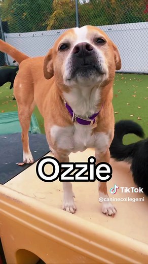 Good Dog Smiles Compilation from Dog Daycare