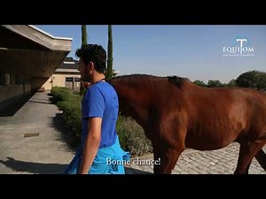 Ataxie chez le cheval 🇫🇷🇳🇱🇬🇧
