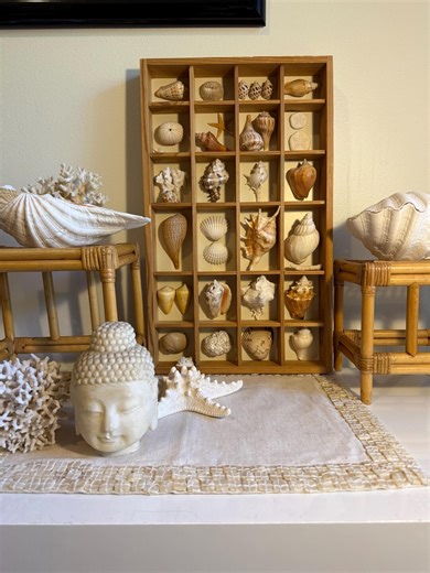 Blonde Wood Sand Dune Vintage Display Seashell Treasures Collection - Etsy