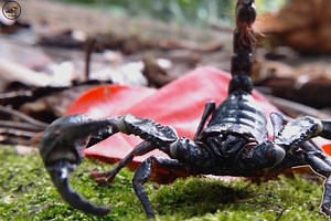 3.4M views · 94K reactions | Scorpion - [ हिन्दी डॉक्यूमेंट्री ] #nature #scorpion #documentary #discovery #wildworlddocumentary | Wild World | Facebook