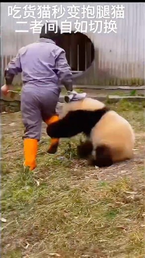 😱🤣Oh!! Panda CHASE Keepers . Part 5_1.