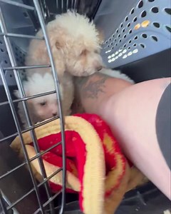 Here is the last set of puppies and the mommy. | 1 Love Dog Rescue