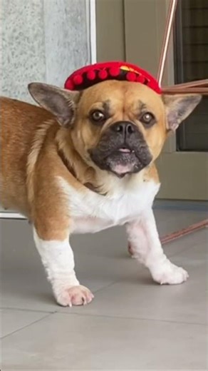 Joker is singing funny like no one before 😂