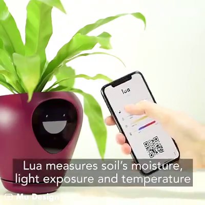 12M views · 16K reactions | Lua turns your plant into a pet.  Lua: the sweetest smart planter | GIGadgets | Facebook