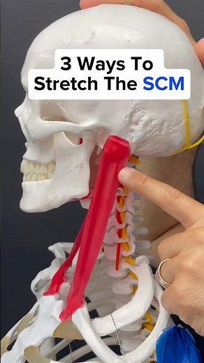 3 Ways to Stretch the SCM!