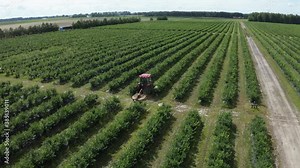 Tractor rides along green raws of blueberry field on blueberry plantation. Removal of weeds by agricultural machinery. Summer harvest time. Aerial footage 4k