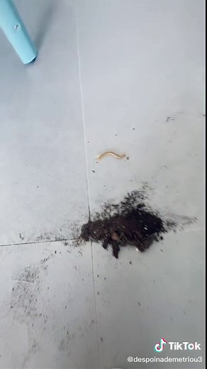 Despoina Demetriou on TikTok