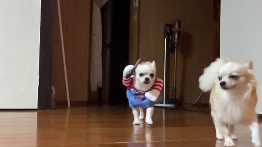 チャッキー犬のファッションガイド