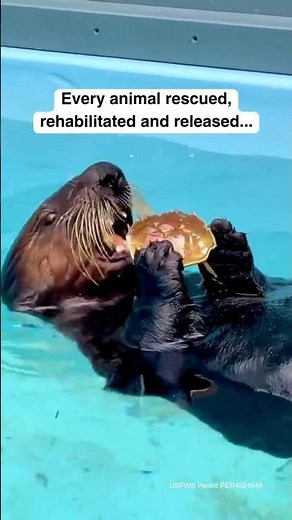 Join Us Live for Sea Otter Awareness Week | The Marine Mammal Center