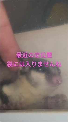 フクロモモンガお迎え977日目。定位置。 #フクロモモンガ #癒し #可愛い #ペット #かわいい #フクモモ #フクロモモンガノーマル #エキゾチックアニマル