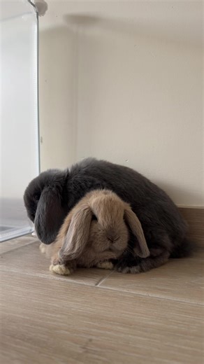 Adorable Dutch and Holland Lop Bunnies