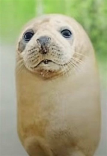 babybooing5 (@babybooing5)’s videos with original sound - Sobersaint - sobersaint