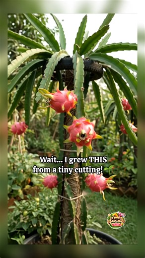 How to Grow Dragon Fruit at Home 🌱🐉 | Easy DIY