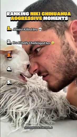 Niki The Chihuahua Being Aggressive #ranking #aggressive #chihuahua #dog #niki