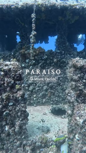 Diver's Paradise Miami on Instagram: "The Paraiso III rests in 76 ft of water, a 150-ft cable-laying ship intentionally sunk in 1991 to become part of Miami’s wreck reef system. Today, its decks and railings are covered in coral and sponges, with schools of snapper, porkfish, and barracuda moving through the structure. The Paraiso III sits within one of Miami’s densest wreck zones — with over half a dozen ships within a few square miles, including the Princess Brittany, DEMA Trader, Tortuga, Ult