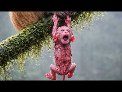 Baby Monkey Live Stream — Your Daily Dose of Love