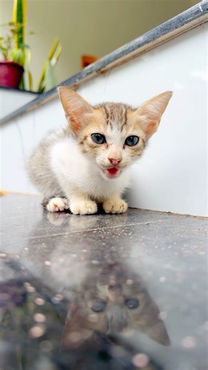 Kitten sound to attract cats #kittensounds #cat #trending #howtoattract #shorts