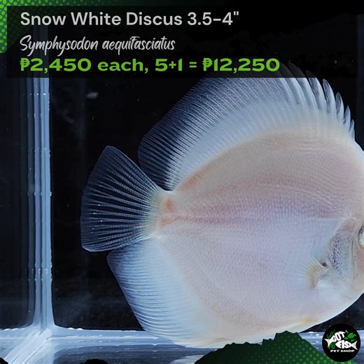 SNOW WHITE DISCUS 3.5-4" | Got Fish