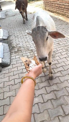 गाय को रोटी खिलाओ🎁🌳#gaumata #trending #viral #mahadev #shortsfeed #animals #cow #calf #bull #babycow