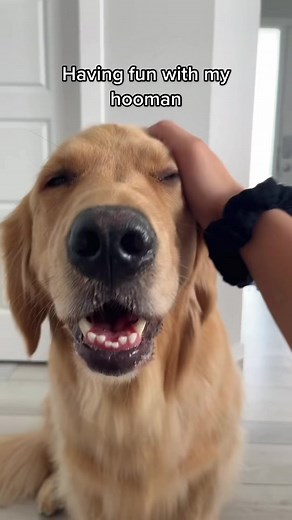 Casey the Golden Retriever Having Fun with His Hooman